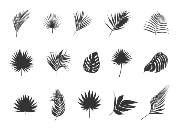 Silhouettes Feuilles Palmier Vecteur Feuilles Palmier Tropical Icône Feuille Silhouette — Image vectorielle