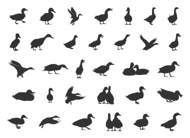 Ördek siluetleri, Mallard ördeği silueti, Mallard silueti, Mallard svg, uçan ördek silueti, ördek avlama silueti, ördek ikonu, ördek vektör çizimi.