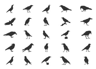 Carrion Crow Siluetleri, Carrion Crow Uçan Siluetleri, Crow Siluetleri, Carrion Crow Svg, Carrion Crow Vector Set