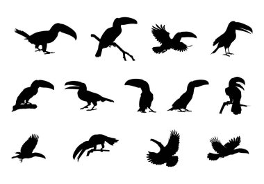 Toucan siluetleri, Toucan kuş silueti, uçan tukan silueti, Toucan Svg, Toucan toco clipart