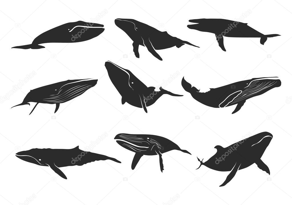 Blue whale silhouette, Whale silhouette, Blue whale svg, Blue whale icon set, Whale clipart.