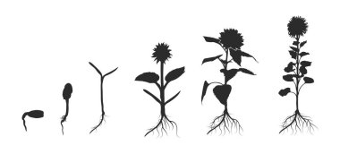 Ayçiçeği siluetinin yaşam döngüsü, bitki büyüme aşamaları siluet, ayçiçeği büyüyen siluet, tohum büyüyen bilgi, büyüyen ayçiçeği tohumları. 