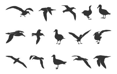 Uçan albatros silueti, Albatros siluetleri, Albatros kuş silueti, Albatros svg, Albatros kuş vektör çizimi