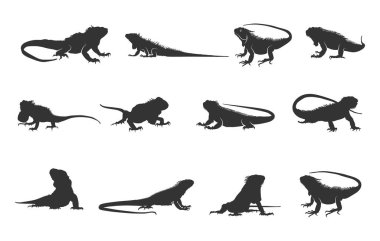 İguana silueti, iguana svg, iguana siluetleri, iguana vektör illüstrasyonu