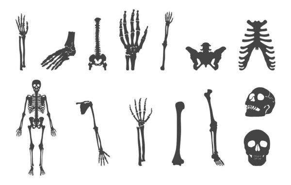 Человеческий скелет svg, Силуэт человеческого скелета, Силуэт человеческих костей, Скелет человеческих костей svg, Скелет svg