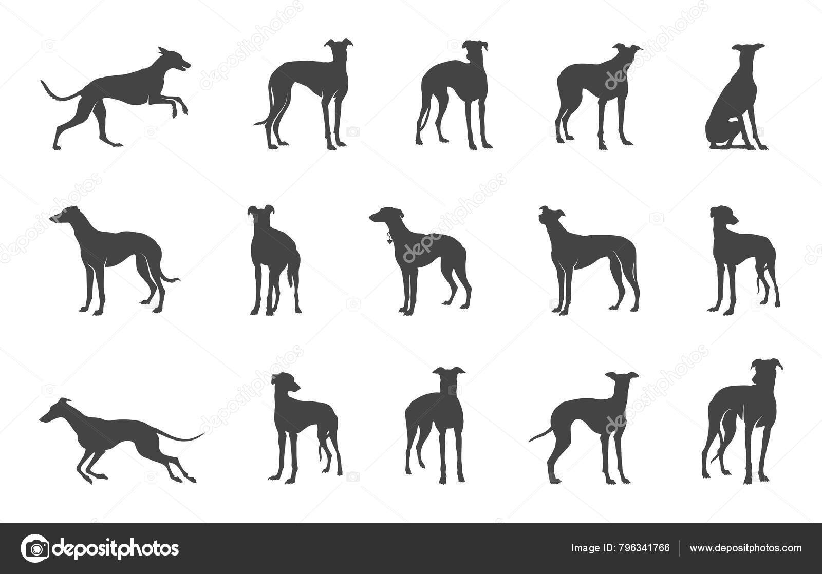 Logotipo galgo Imagens de Stock de Arte Vetorial | DepositPhotos, image size:1600x1118