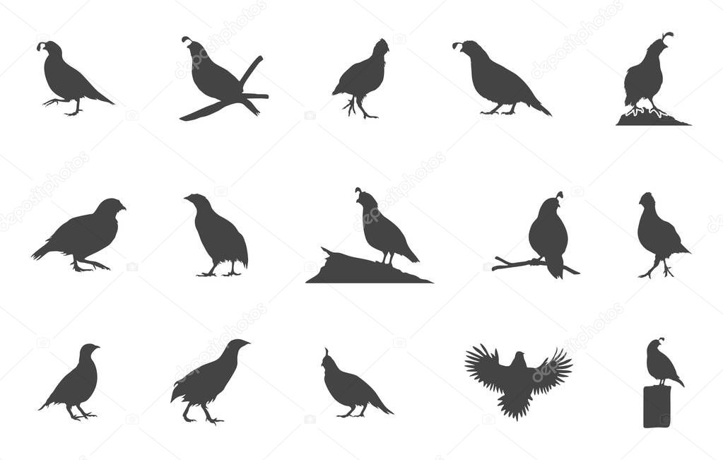 Quail bird svg, Quail bird silhouette, Quail svg, Quail silhouette, Bobwhite quail vector, Bobwhite quail silhouette.