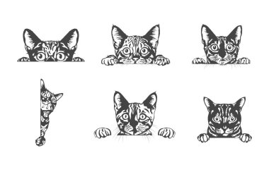 Bengal Kedi Bakış Svg, Bengal Kedi Bakış Vektörü, Bengal Kedi Dikizleme Clipart, Bengal Kedi Bakış Silueti, Bengal Kedi Bakış Çizimi.