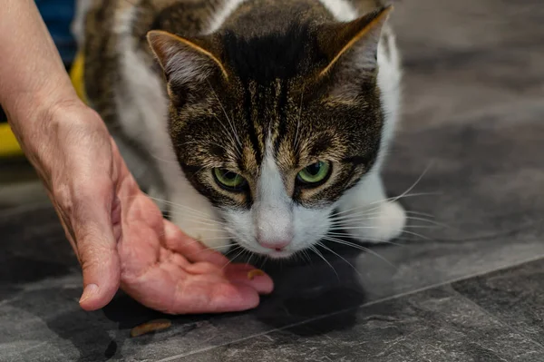 The cat eats from the hand. Feeding your cat delicious cat food