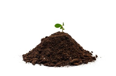 Yeşil bitkiler toprak, beyaz bir arka plan üzerinde izole yığını üzerinden Filiz. Ekoloji ve umut