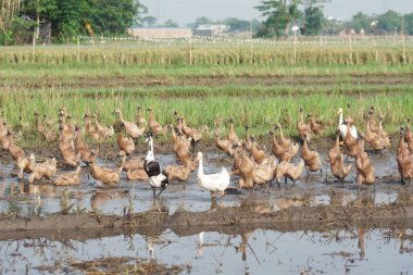 Tarım ördeği çiftliği kavramı, ördek kuşu ve doğal arka planda yaşayan kaz ile hayvan çiftliğinin doğa alanı.