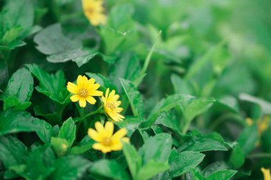 Wedelia (Sphagneticola trilobata), Asteraceae familyasından bir kuş türü. Wedelia genellikle tarlalarda ve pirinç tarlalarında bulunan tropik iklimlerde yaşayan yabani bir çiçek bitkisidir..