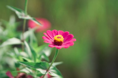 Yaz günü makro fotoğrafçılığında yeşil arka planda çiçek açan zarif zinnia çiçeği. Mor taç yaprakları ile çiçek açan zinya yazın yakın plan çekimi.
