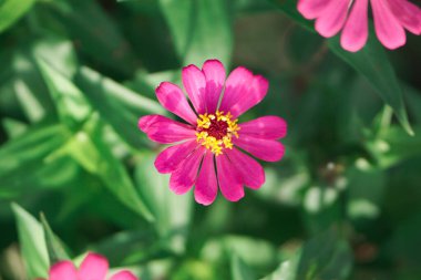 Yaz günü makro fotoğrafçılığında yeşil arka planda çiçek açan zarif zinnia çiçeği. Mor taç yaprakları ile çiçek açan zinya yazın yakın plan çekimi.