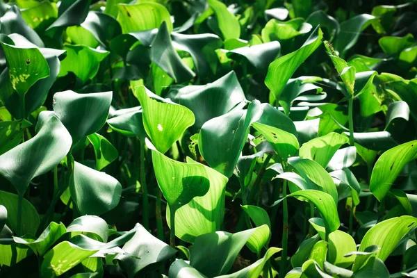 stock image Common water hyacinth or Eichhornia crassipes