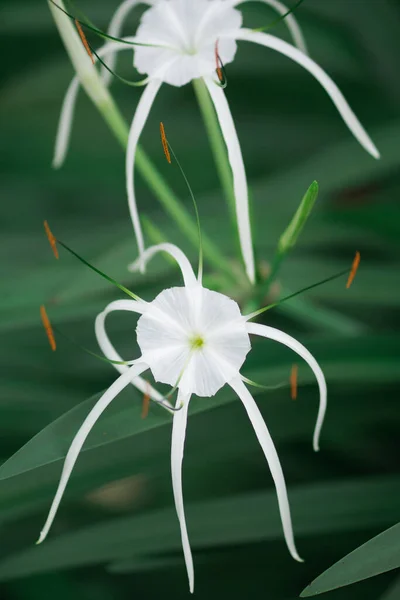 Белый Паук Лили Тропическом Саду Пляже Паук Лили Является Растительным — стоковое фото