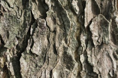 Ağaç kabuğu sabah güneşine maruz kalıyor. Ağaç kabuğu dokusunu ahşap arka plan olarak kapat