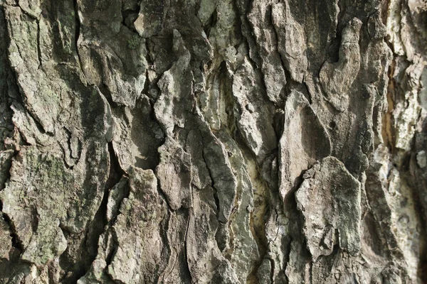 Ağaç kabuğu sabah güneşine maruz kalıyor. Ağaç kabuğu dokusunu ahşap arka plan olarak kapat