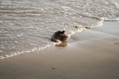 Beyaz kumsalda boş hindistan cevizi kabuğu