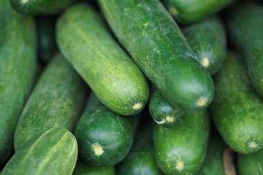 Organik taze yeşil salatalıklar. Salatalık tarım konseptinin arka plan yığını.