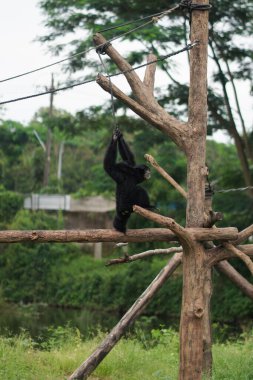 Siamang (Symphalangus syndactylus), Endonezya, Malezya ve Tayland ormanlarına özgü siyah kürklü bir şablondur.