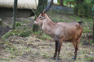 Waterbuck, Afrika 'da yaygın olarak bulunan büyük bir antiloptur. Kobus ellipsiprymnus. Hayvanat bahçesindeki antilop. Olgun bir boğanın portresi.