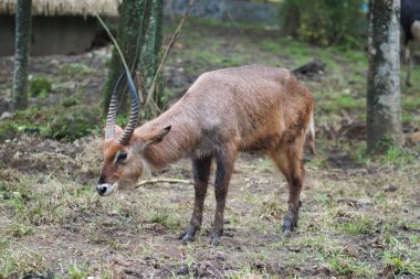 Waterbuck, Afrika 'da yaygın olarak bulunan büyük bir antiloptur. Kobus ellipsiprymnus. Hayvanat bahçesindeki antilop. Olgun bir boğanın portresi.