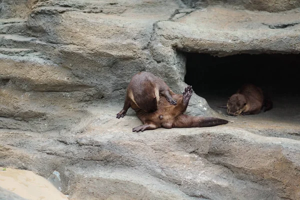 The otter is a carnivorous mammal that belongs to the subfamily Lutrinae. The otter is a carnivorous mammal that belongs to the subfamily Lutrinae. a group of cute otters in the zoo