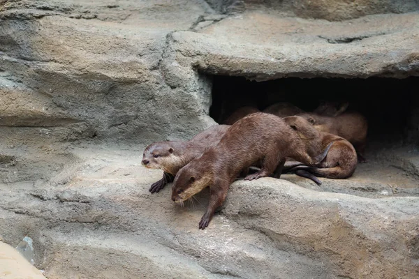 The otter is a carnivorous mammal that belongs to the subfamily Lutrinae. The otter is a carnivorous mammal that belongs to the subfamily Lutrinae. a group of cute otters in the zoo