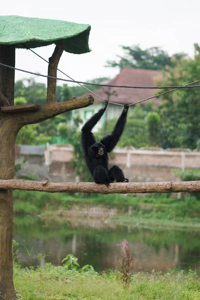 Siamang Symphalangus Syndactylus Arboreal Black Furred Gibbon Native Forests Indonesia — Stock Photo, Image