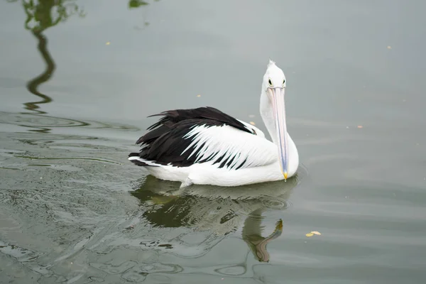 Stock image American white pelican reflected in calm water