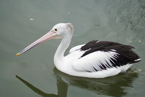 American White Pelican Reflected Calm Water — Stock Photo, Image