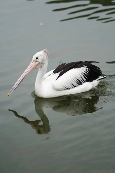 Американский Белый Пеликан Отражается Спокойной Воде — стоковое фото