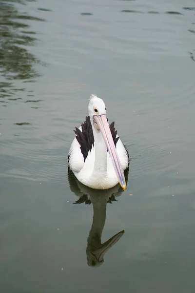 Amerikanischer Weißpelikan Spiegelt Sich Ruhigem Wasser — Stockfoto