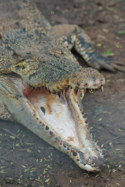 Close-up of a crocodile profile with open mouth against defocused background. Crocodiles open their mouths when sunbathing