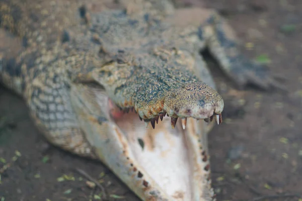 Zbliżenie Krokodyla Otwartymi Ustami Nieostrym Tle Krokodyle Otwierają Usta Podczas — Zdjęcie stockowe