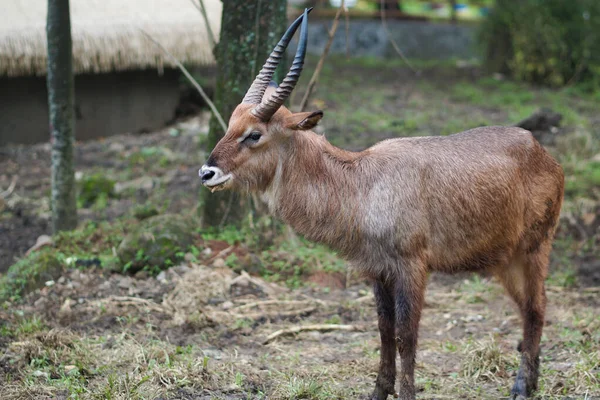 Waterbuck Adalah Antelop Besar Yang Ditemukan Secara Luas Afrika Sub — Stok Foto