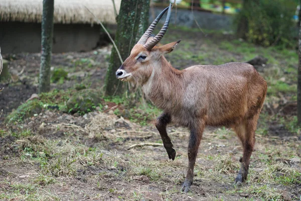 Waterbuck Adalah Antelop Besar Yang Ditemukan Secara Luas Afrika Sub — Stok Foto