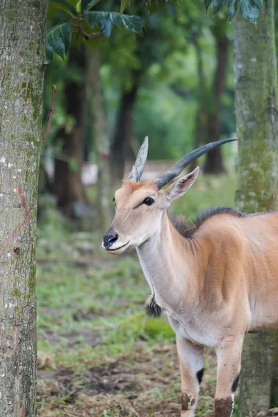 Het Vasteland Elandantilope Een Grote Antilope Die Voorkomt Oost Afrika — Stockfoto