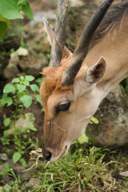 Güzel boynuzları olan sıradan bir antilobun (Taurotragus oryx) yakın plan portresi. Bulanık bir geçmişi olan, hayvanat bahçesindeki sıradan bir arazinin portresi.