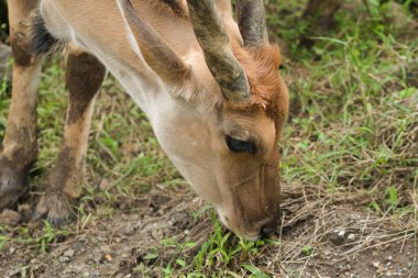 Güzel boynuzları olan sıradan bir antilobun (Taurotragus oryx) yakın plan portresi. Bulanık bir geçmişi olan, hayvanat bahçesindeki sıradan bir arazinin portresi.