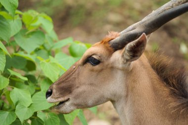 Güzel boynuzları olan sıradan bir antilobun (Taurotragus oryx) yakın plan portresi. Bulanık bir geçmişi olan, hayvanat bahçesindeki sıradan bir arazinin portresi.