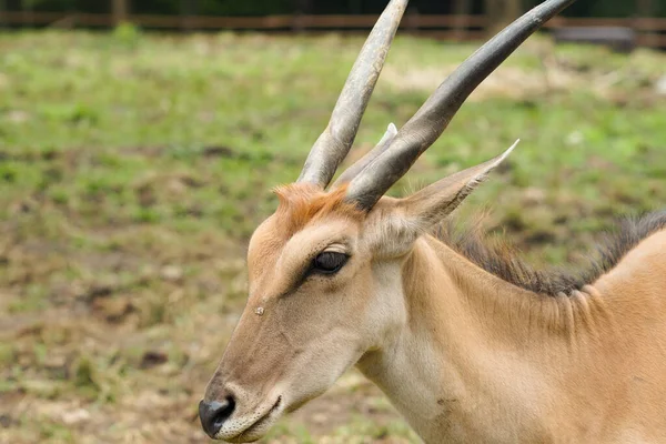 Potret Close Dari Tanah Umum Taurotragus Oryx Dengan Tanduk Yang — Stok Foto
