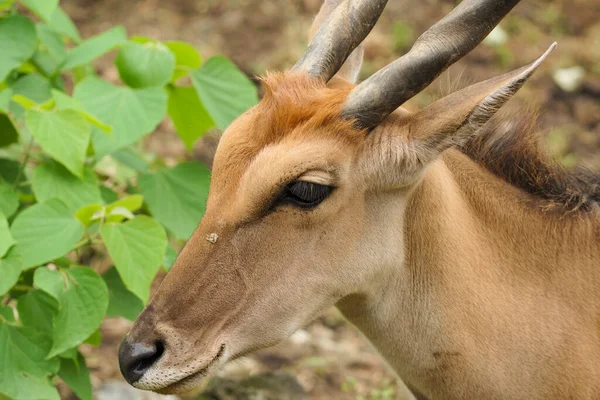 Nahaufnahme Eines Gewöhnlichen Eldes Taurotragus Oryx Mit Schönen Hörnern Porträt — Stockfoto