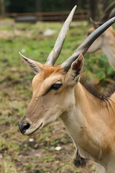 Close Portret Van Een Gemeenschappelijk Land Taurotragus Oryx Met Prachtige — Stockfoto