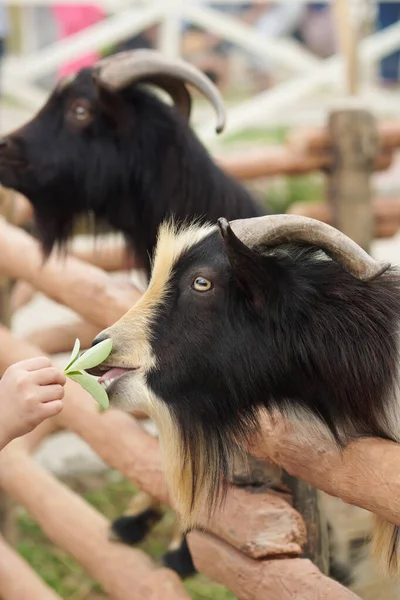 Alimentación Cabra Tricolor Con Barba Cuernos Largos Zoológico Con Fondo Imagen de archivo