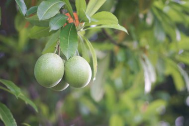 Cerbera manghas (deniz mangosu) beyaz çiçek ve meyve. Yeşil İntihar Ağacı, Pong-pong, Othalanga (Cerbera odollam) parktaki ağaçta.