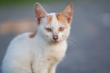 Bulanık bir geçmişi olan köy kedisi portresi. Açık hava kedi fotoğrafı.