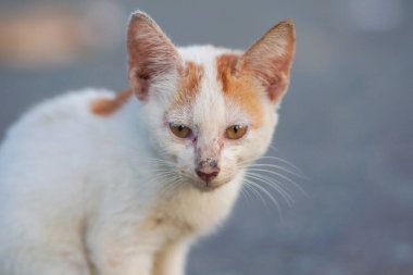 Bulanık bir geçmişi olan köy kedisi portresi. Açık hava kedi fotoğrafı.