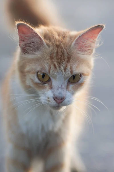 Dorfkatzenporträt Mit Verschwommenem Hintergrund Katzenfoto Freien — Stockfoto